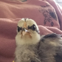 dandelion-de-deus avatar