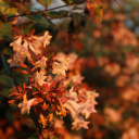 dandelion-dreaming avatar