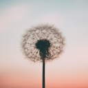 dandelion-farm avatar