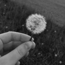 dandelion-queen avatar