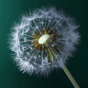 dandelioncore avatar