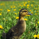 dandelionduck avatar