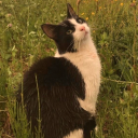 dandelionhoneybug avatar