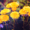 dandelionmage avatar
