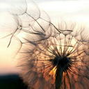 dandelions-in-the-spring avatar