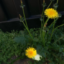 dandelionsinsunshine avatar