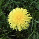 dandelionsresilience avatar