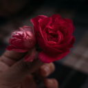 dandelionwished avatar