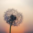 dandelionxriot avatar