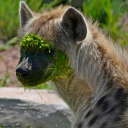 dandylionhaze avatar