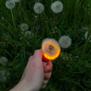 dandylions101 avatar