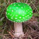 daneamanita avatar