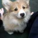 dangercorgi avatar