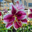 dangerhumming avatar