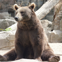 dangerous-bear avatar