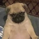 dangerousandi avatar