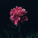 dangerousartisanpeachcash-blog avatar