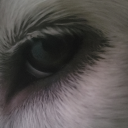 dangerouscloudfestival avatar