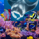 dangerousconnoisseurdonut avatar