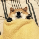 dangerousdokis avatar