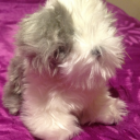 dangerousflair avatar