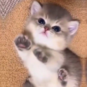 dangerouslightcreator avatar