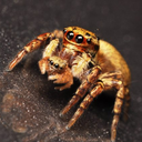 dangerousnemi avatar