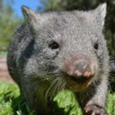 dangeroustonystarkmuseumswombat avatar