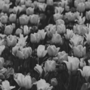 danhowellsflowercrownn avatar