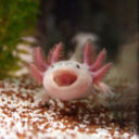 daniaintfunny avatar