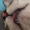 danieladonadob1 avatar