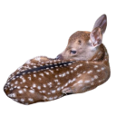 danielarlngton avatar