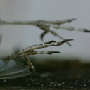 danielbrandsema avatar