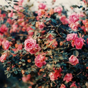 daniellevieira-blog avatar