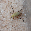 daniloetechebere avatar