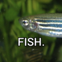 danio-rerio avatar