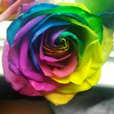 danipeaceluv4ever avatar