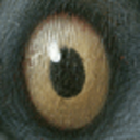 danmayart avatar