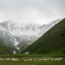 dannygonewild avatar