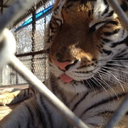 dannyiflawless avatar