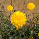 dannys-coffee avatar