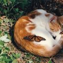 danonchik-batment avatar