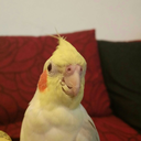 danosaurousphillion avatar