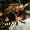 danse-iheringi avatar