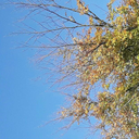 dantenephelin avatar