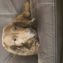 danthemanramos avatar