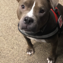 daphnetheservicedog avatar