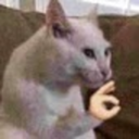 dapizzamanlol avatar