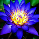 darcyackerman-blog avatar