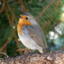 darcysdoodles avatar